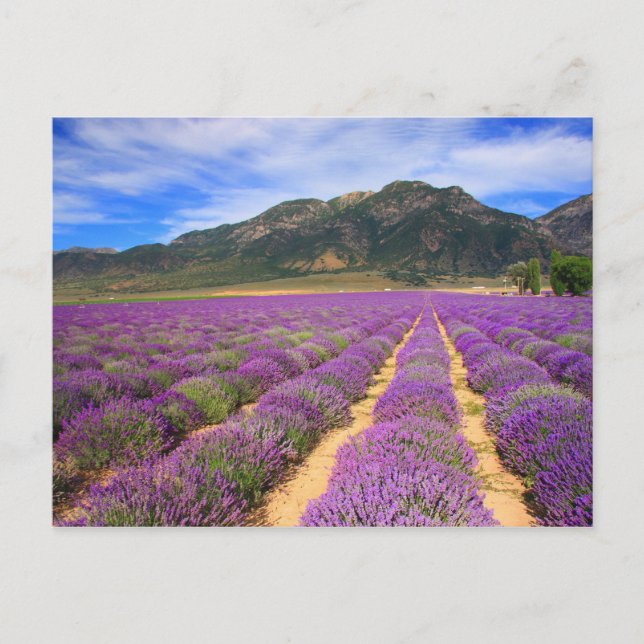 Postal para siempre de los campos de lavanda (Anverso)
