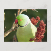 Paracaídas de anillo Rosa