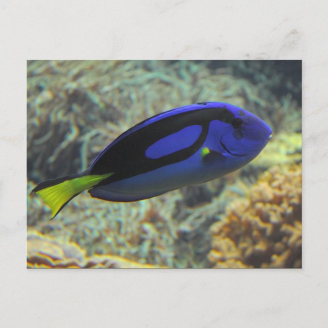 Postal Paracanthurus hepatus (Anverso)