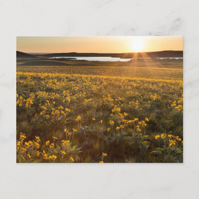 Postal Parada de flores silvestres de Balsamroot de hoja  (Anverso)
