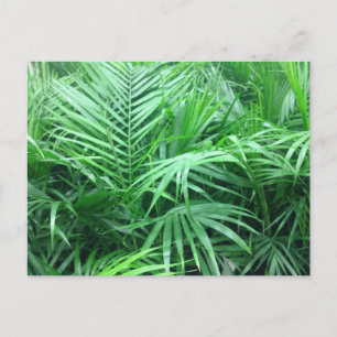 Postal Paradise Palms