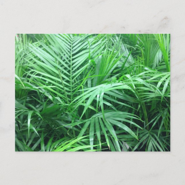 Postal Paradise Palms (Anverso)
