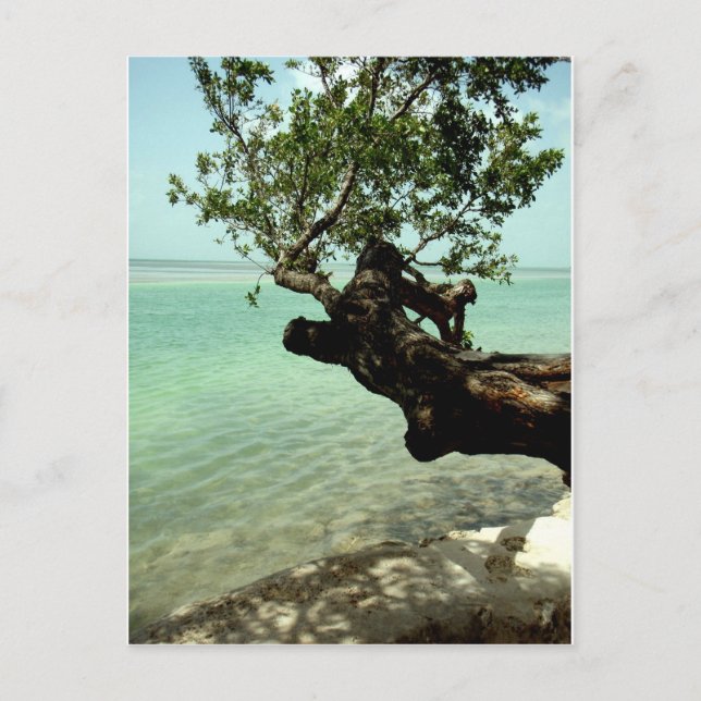 Postal Paraíso (Anverso)