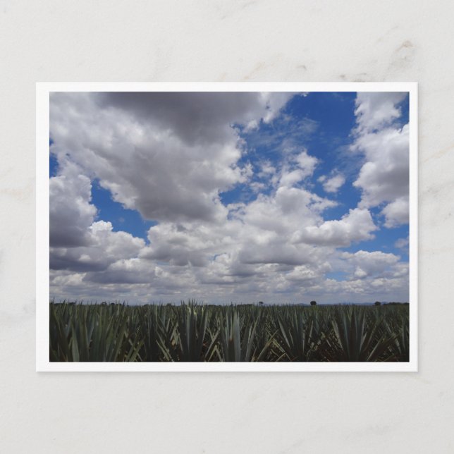 Postal Paraíso de Agave Tequila Azul en Jalisco, México (Anverso)