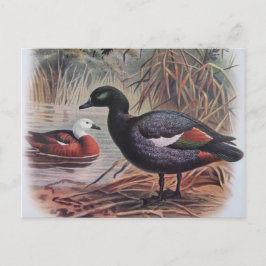 Postal Paraíso de la Vintage Shelduck