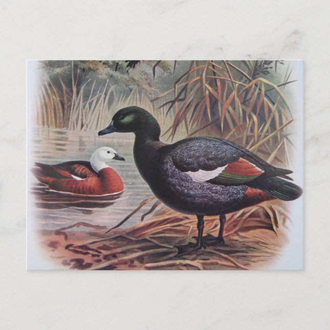 Postal Paraíso de la Vintage Shelduck (Anverso)