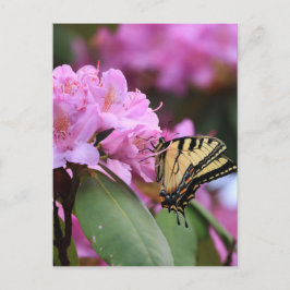 Postal Paraíso de las mariposas