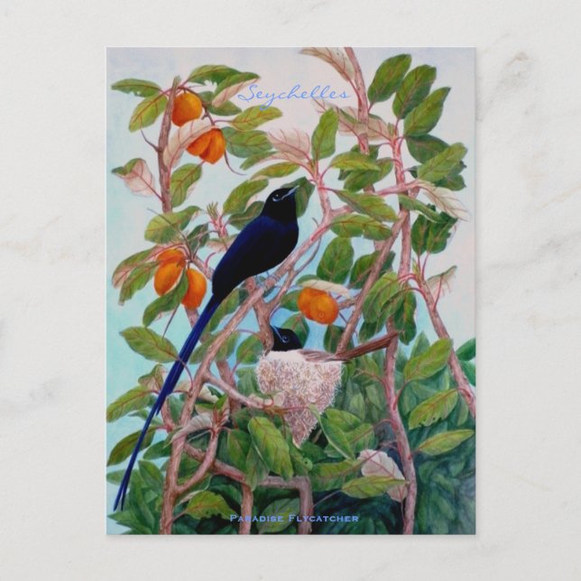 Postal Paraíso de las Seychelles Flycatcher (Anverso)