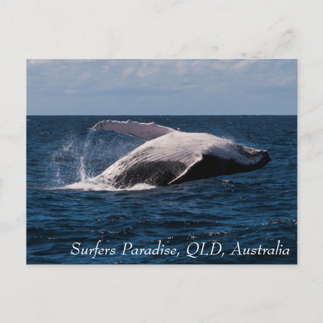 Postal Paraíso de los surfistas de ballenas jorobadas (Anverso)