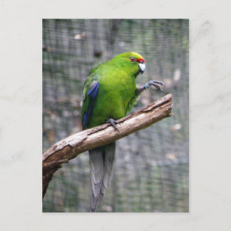 Postal Parakeet