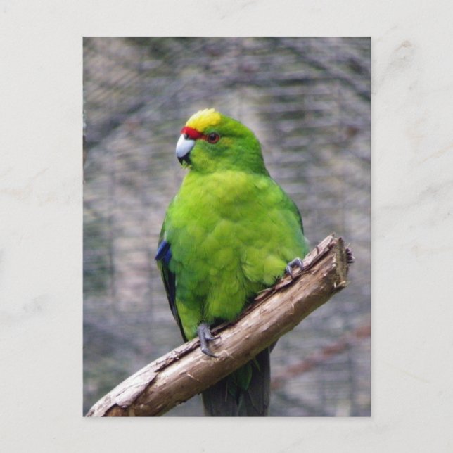 Postal Parakeet (Anverso)
