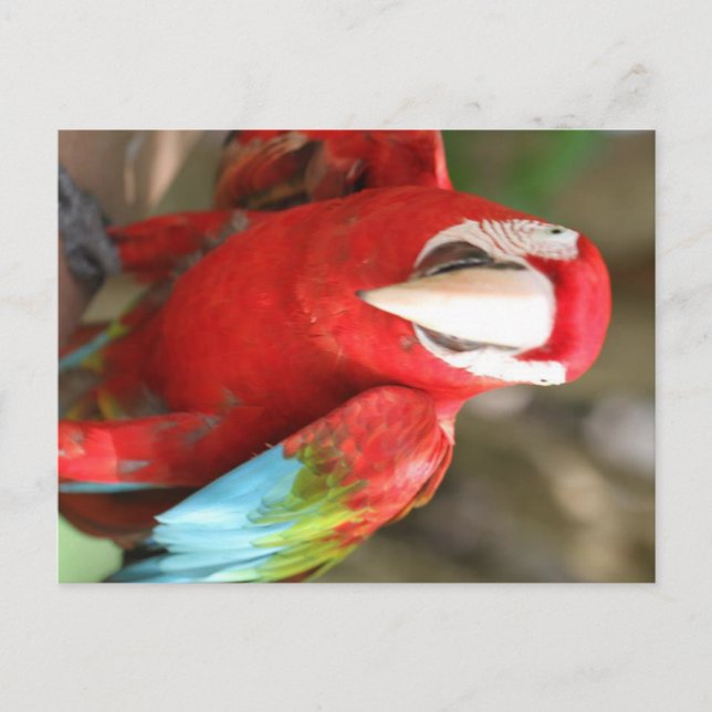 Postal Parakeet (Anverso)