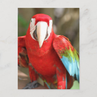 Postal Parakeet