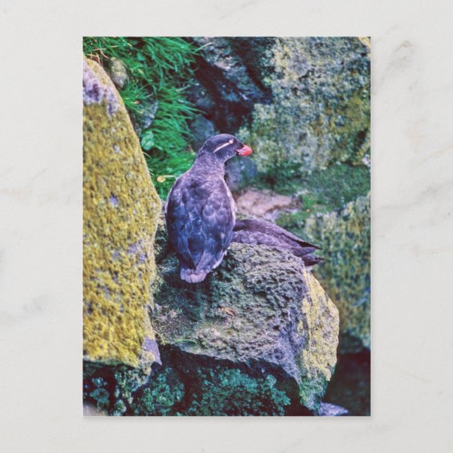 Postal Parakeet Auklet (Anverso)