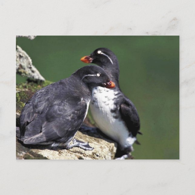 Postal Parakeet Auklets, Isla St. George, Pribilofs (Anverso)