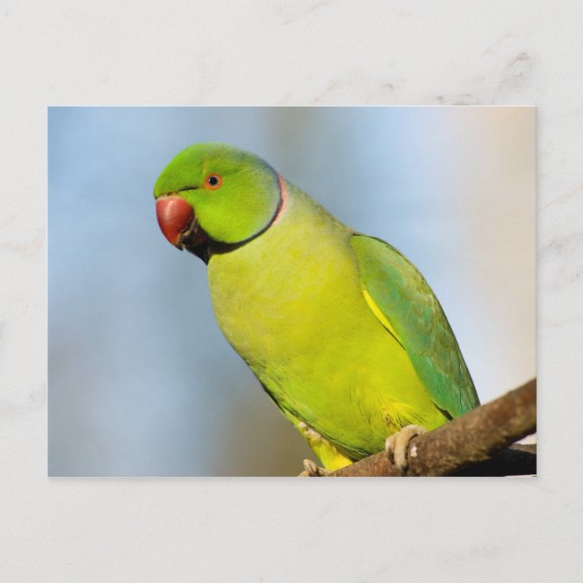 Postal Parakeet de anillo Rosa (Anverso)