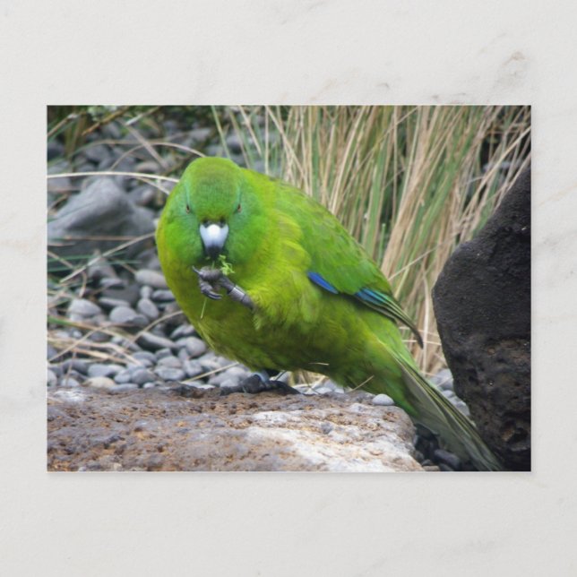 Postal Parakeet Isla Antipodes (Anverso)
