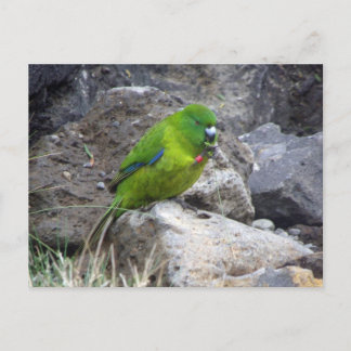 Postal Parakeet Isla Antipodes