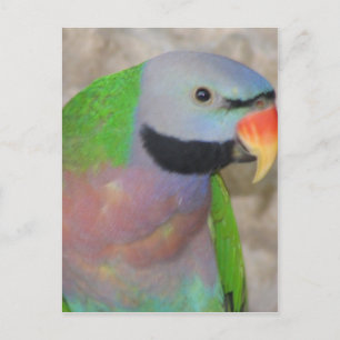 Postal Parakeet Mustached