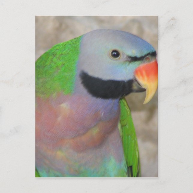 Postal Parakeet Mustached (Anverso)