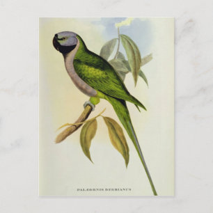 Postal Parakeet: Palaeornis Derbianus, c.1850