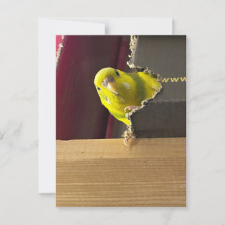 Postal Parakeet Peek a boh
