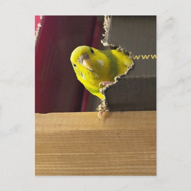 Postal Parakeet Peek a boh (Anverso)