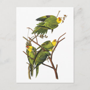 Postal Parakeet - por John Audubon