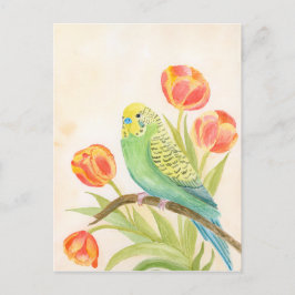 Postal Parakeet with Tulips
