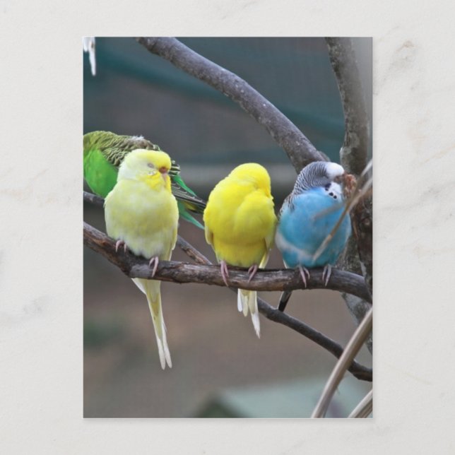 Postal Parakeets Budgies | Foto de pájaro (Anverso)