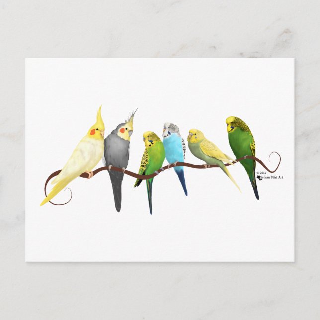 Postal ¡Parakeets y Cockatiels! (Anverso)