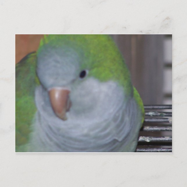 POSTAL PARAKETO (Anverso)