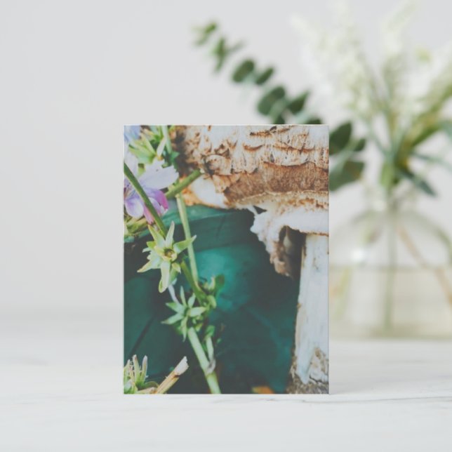 Postal Parasol mushroom, Swedish Archipelago, Sweden (Anverso de pie)