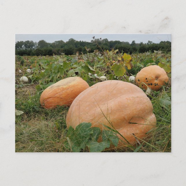 Postal Parche de calabaza (Anverso)