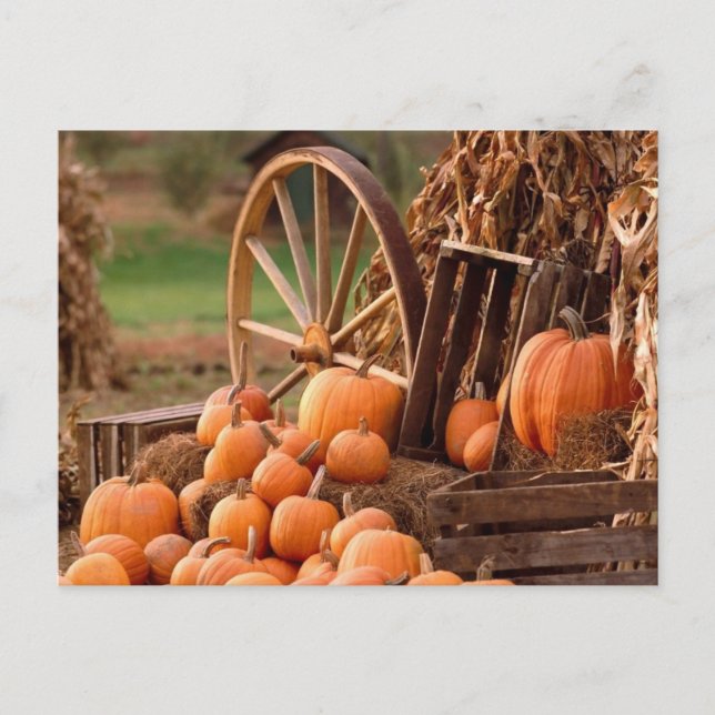 Postal Parche de calabaza (Anverso)