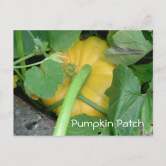 Postal Parche de calabaza