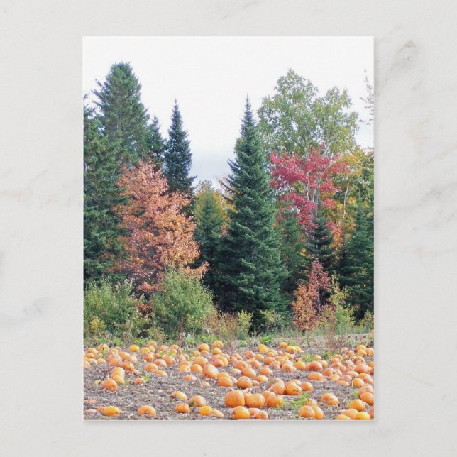 Postal Parche de calabaza (Anverso)
