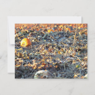 Postal Parche de calabaza escarcha