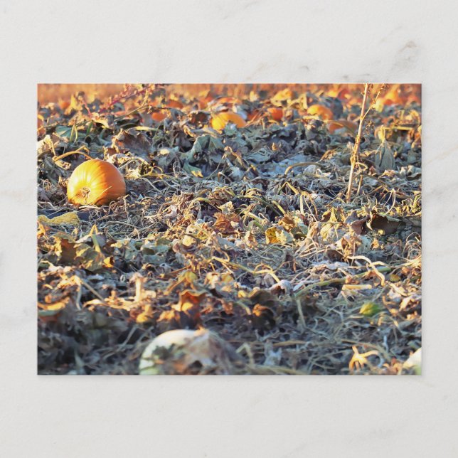 Postal Parche de calabaza escarcha (Anverso)