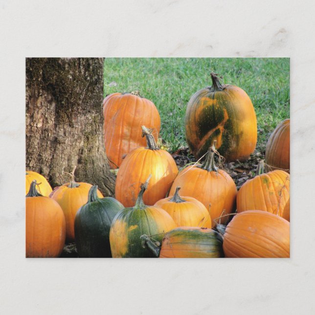 Postal Parche De Calabaza Por Un Árbol (Anverso)