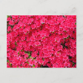 Postal Parche de Flor de Azalea Roja