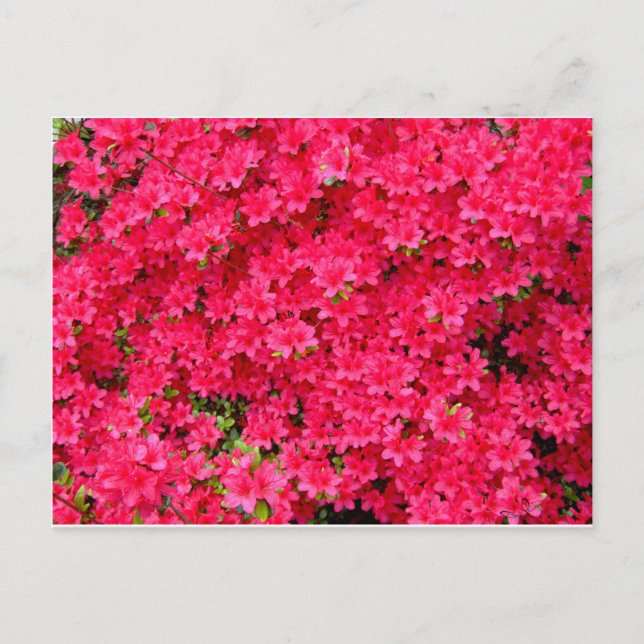 Postal Parche de Flor de Azalea Roja (Anverso)
