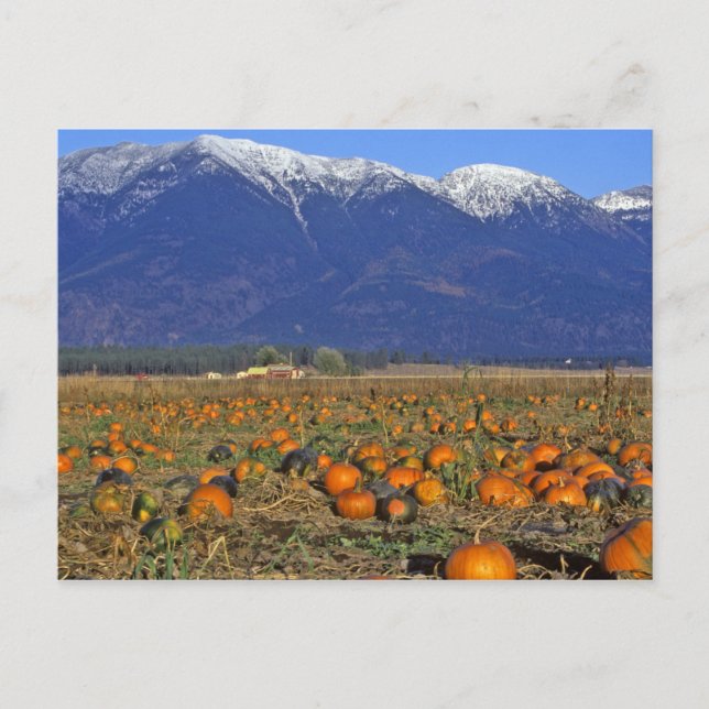 Postal Parche Flathead Valley Montana Pumpkin (Anverso)