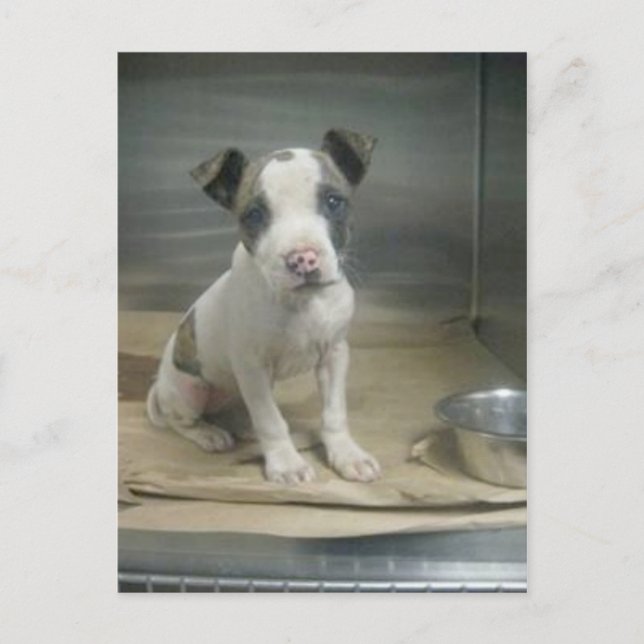 Postal ¿Parece que soy malo para ti? (Anverso)