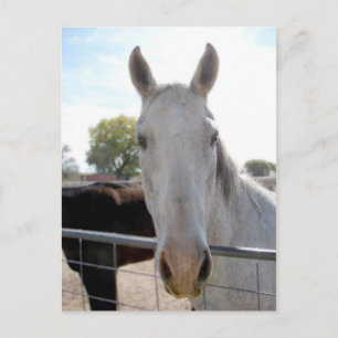 Postal Parecer un Jarhead