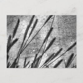 Postal Pared de hormigón de hierba seca negro y blanco