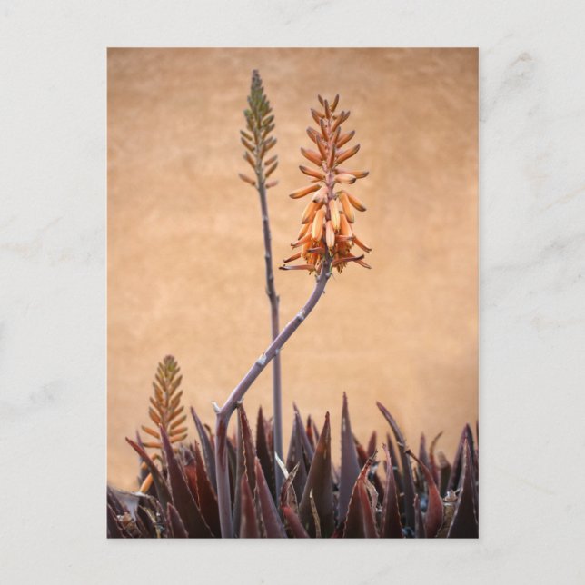 Postal Pared Naranja Aloe Flowers (Anverso)