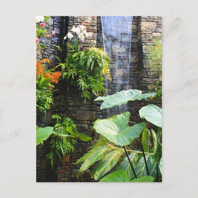 Postal Pared Orquídea (Anverso)