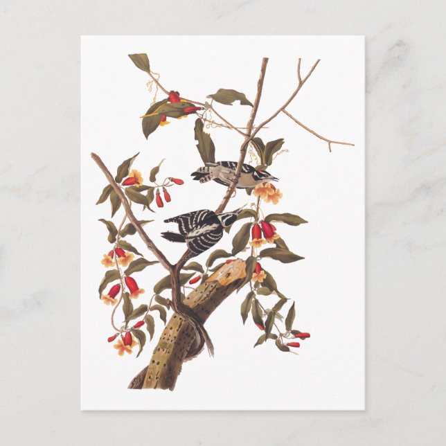 Postal Pareja Audubon Downy Woodpecker con flores (Anverso)