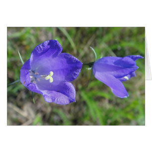 Postal pareja azul de campanilla, en blanco